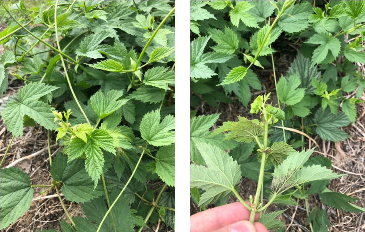 Downy mildew on hops